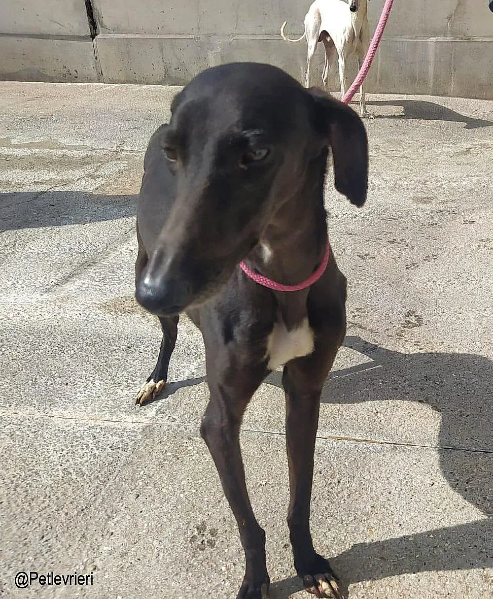 Jasmine8337 adozione levrieri galgo 04