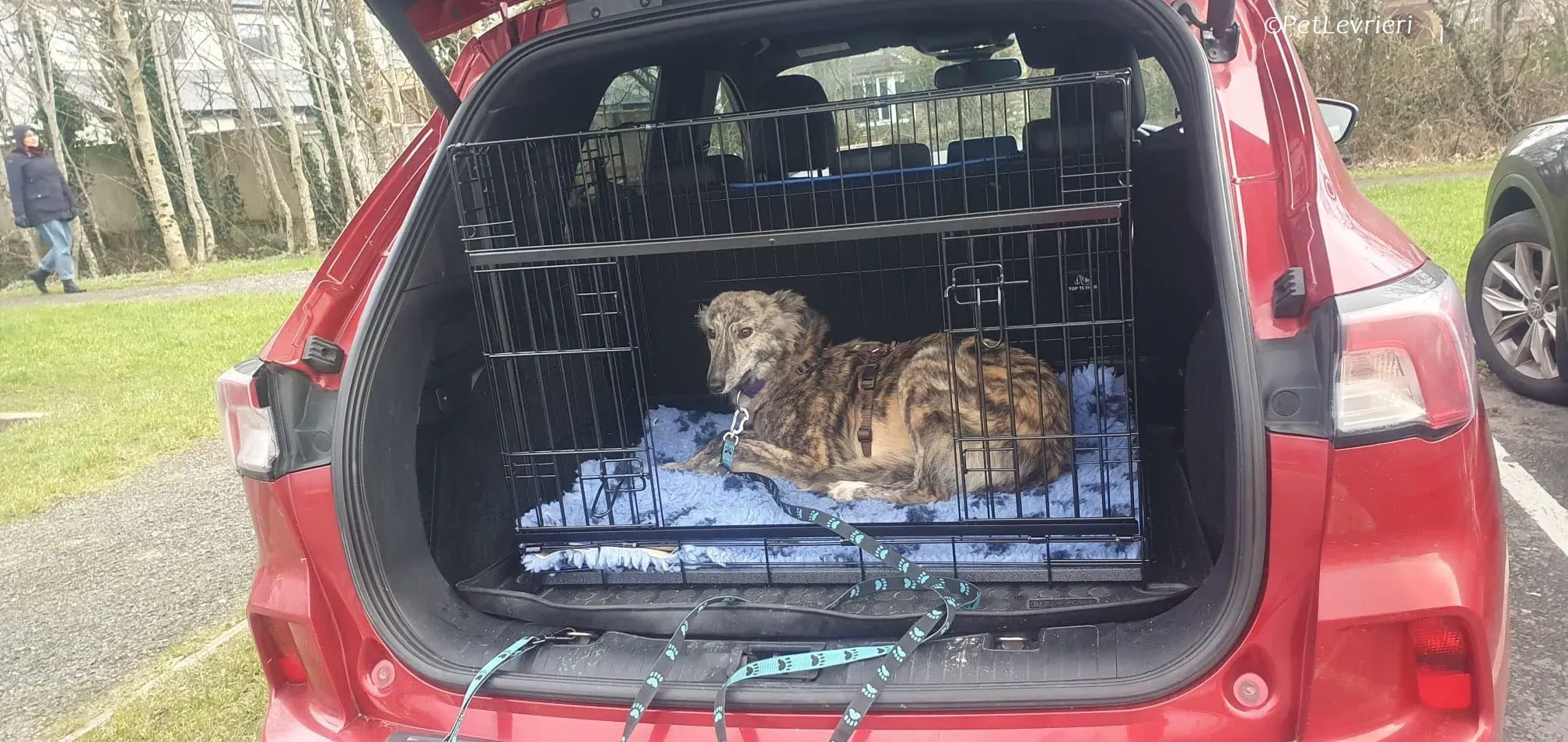 Jason adozione levrieri greyhound 1