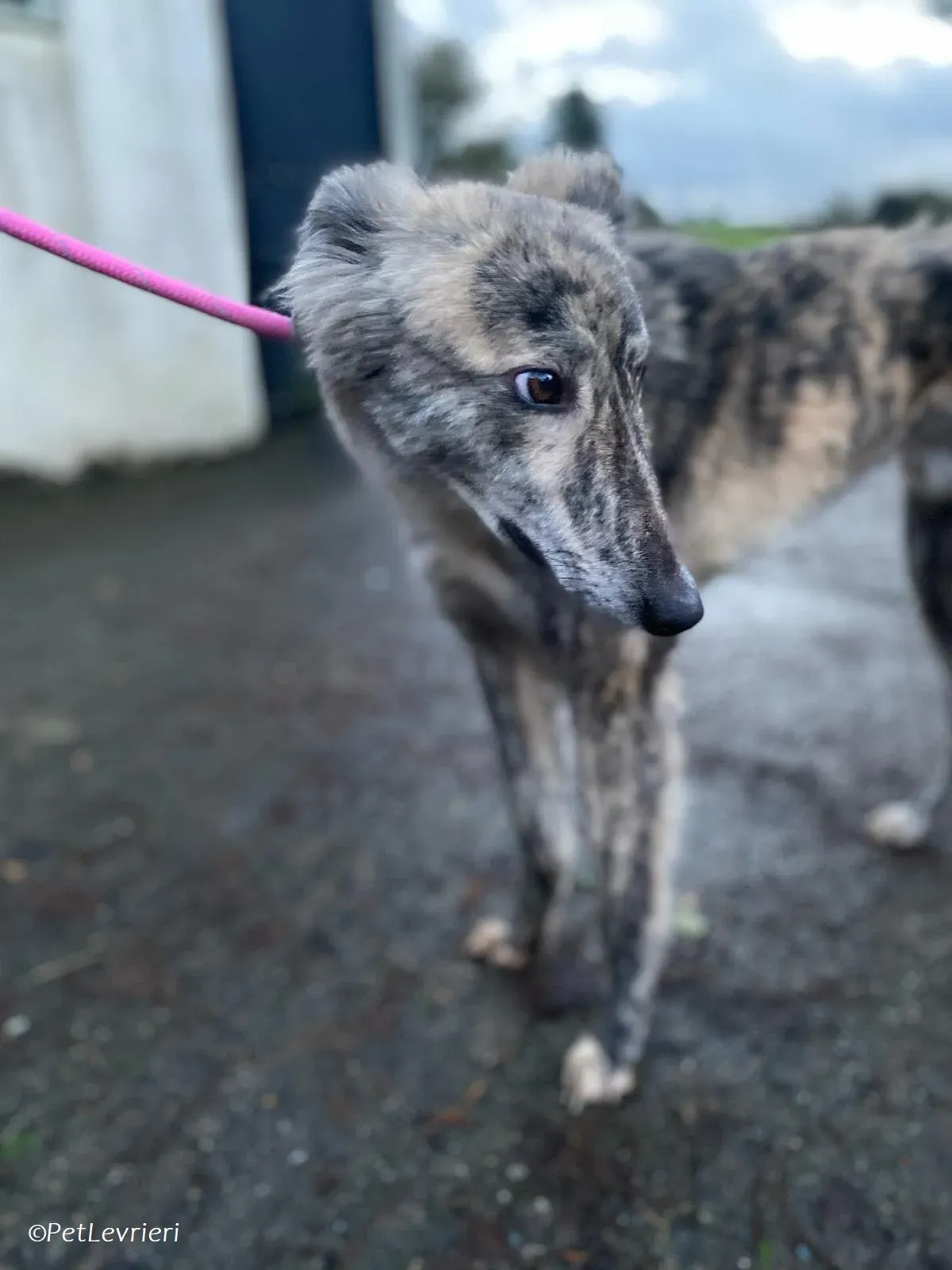 Jason adozione levrieri greyhound 10