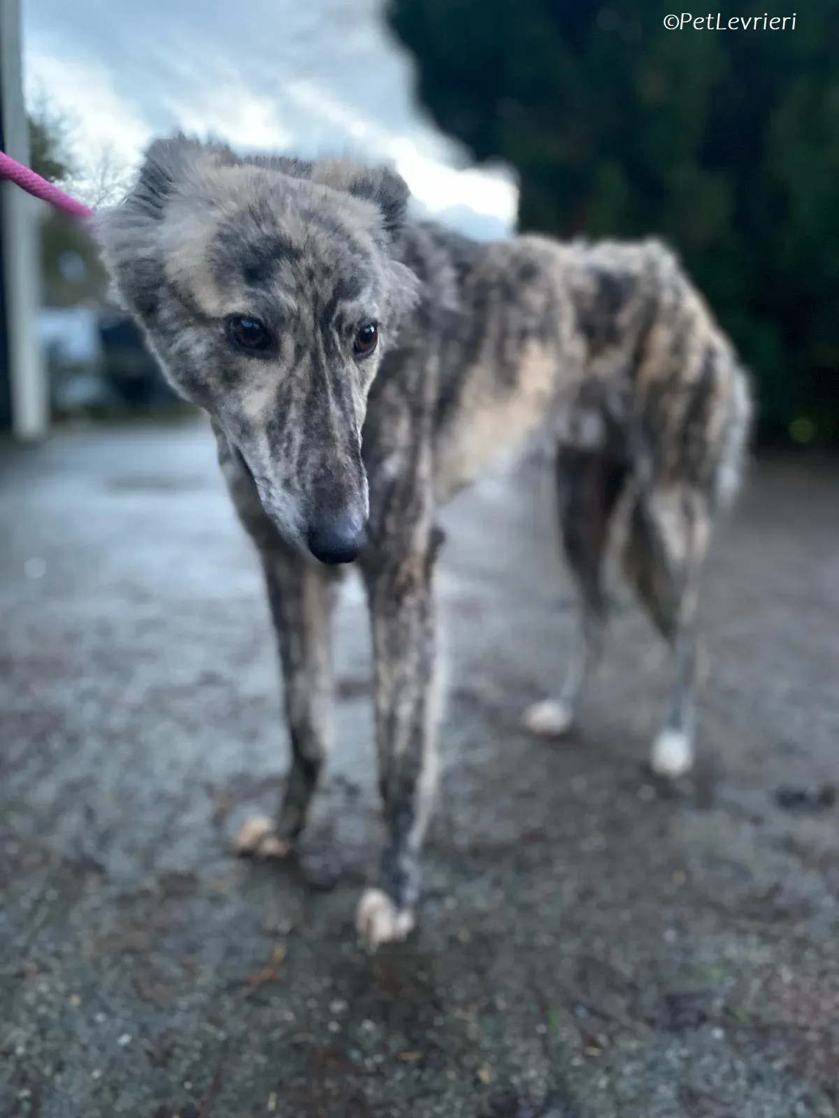 Jason adozione levrieri greyhound 11