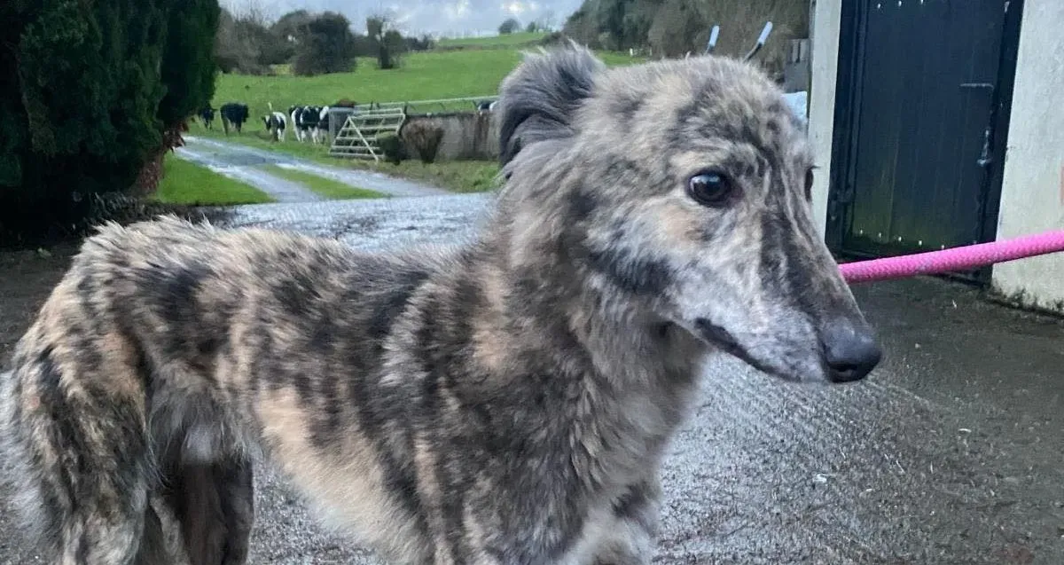 Jason adozione levrieri greyhound 12 e1707379382513