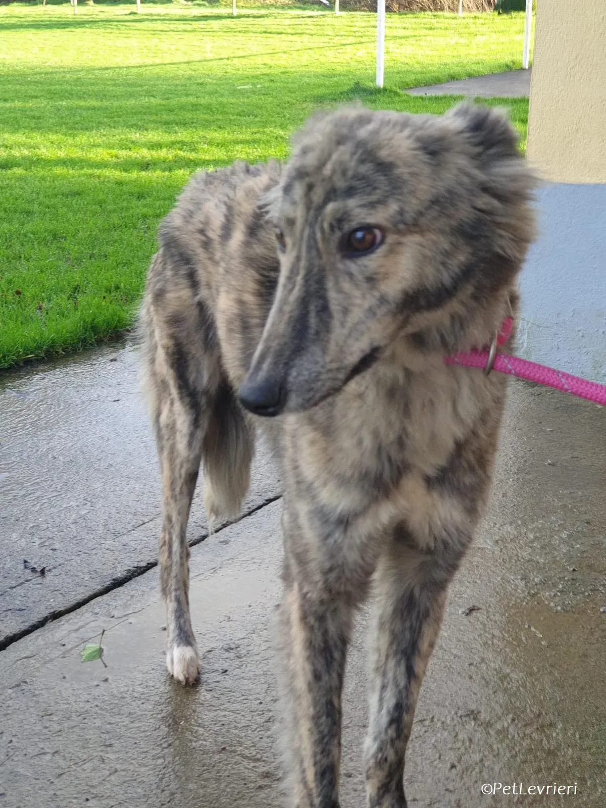 Jason adozione levrieri greyhound 13