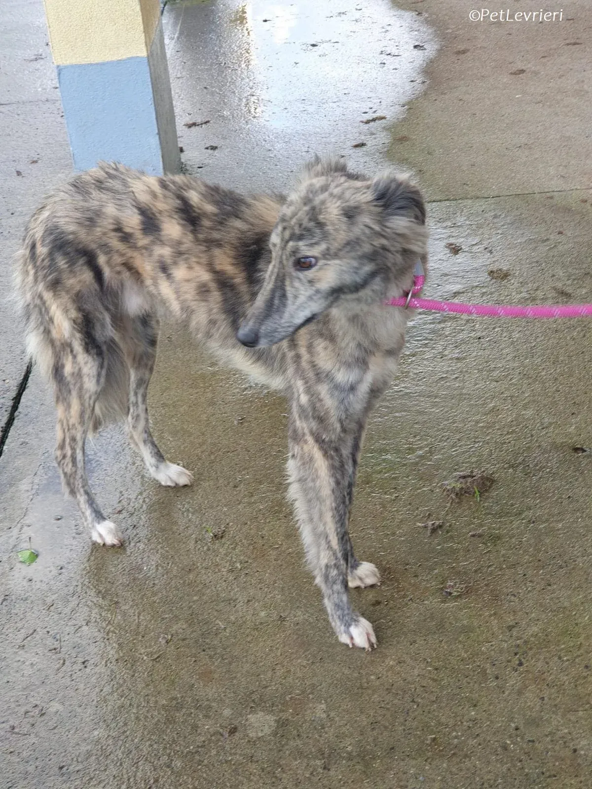Jason adozione levrieri greyhound 14