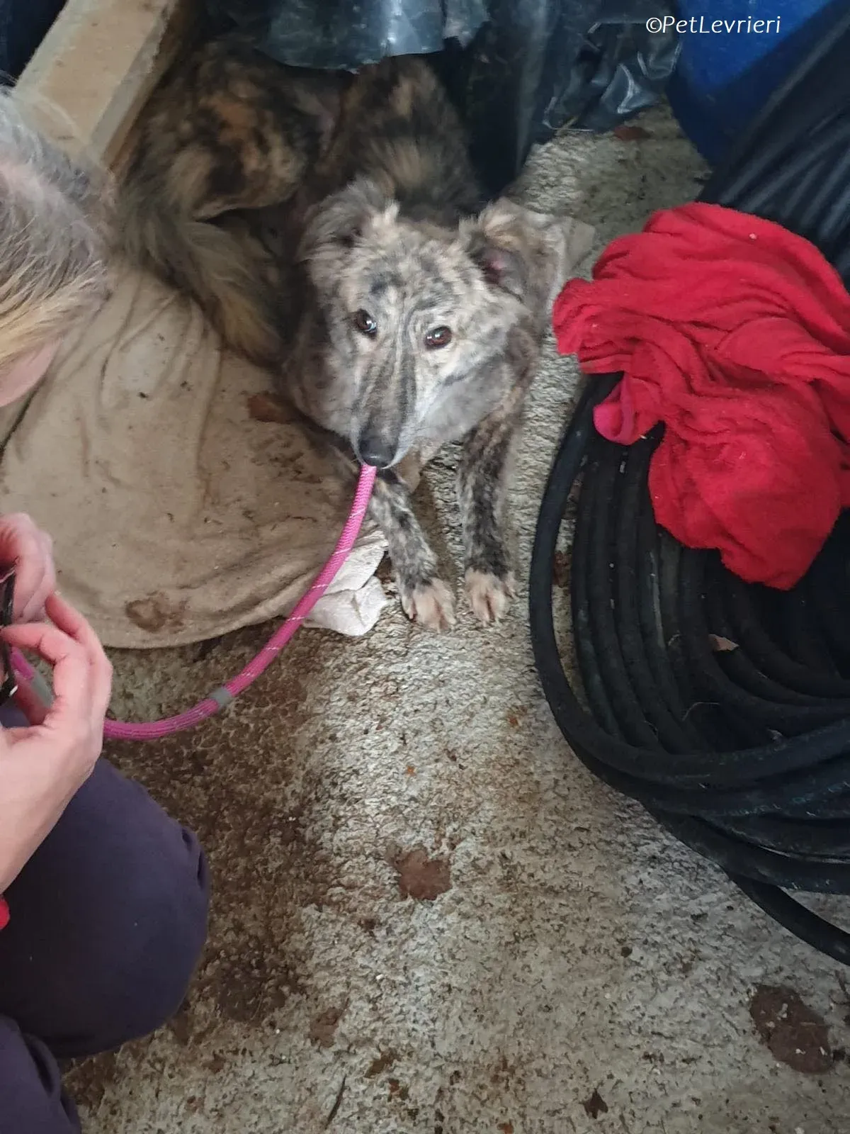 Jason adozione levrieri greyhound 15