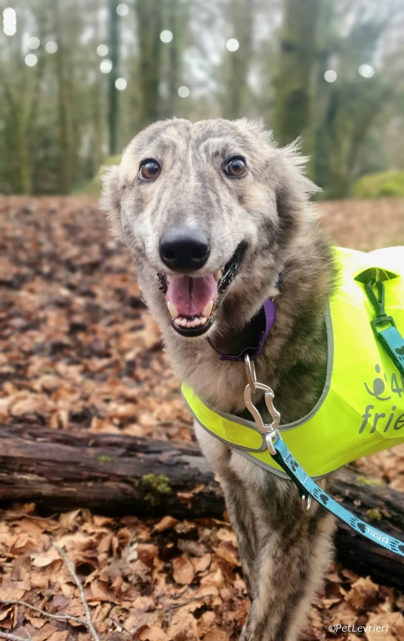 Jason adozione levrieri greyhound 2