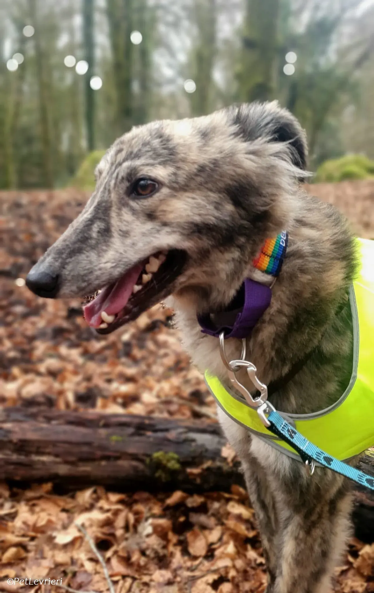 Jason adozione levrieri greyhound 3