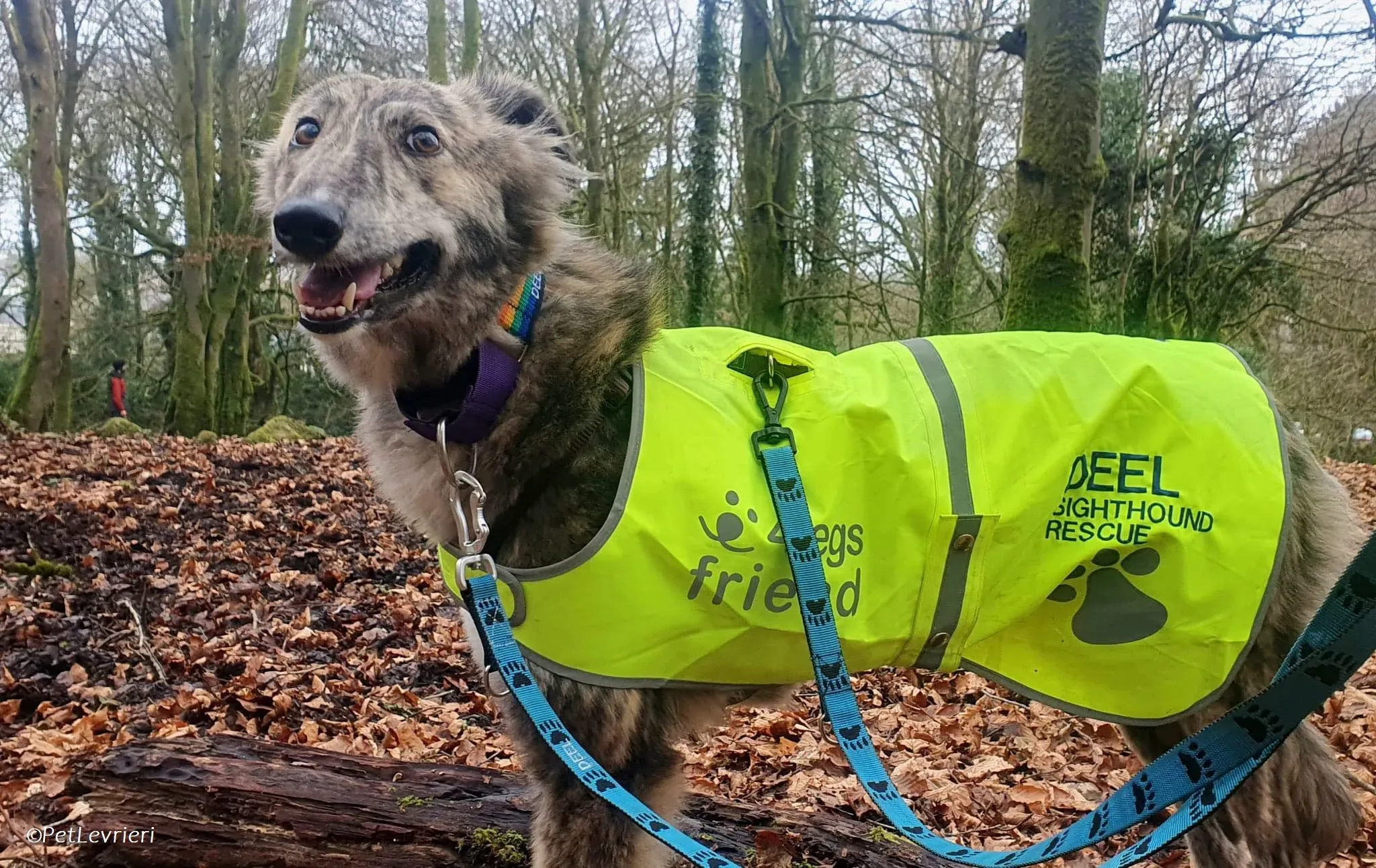 Jason adozione levrieri greyhound 4