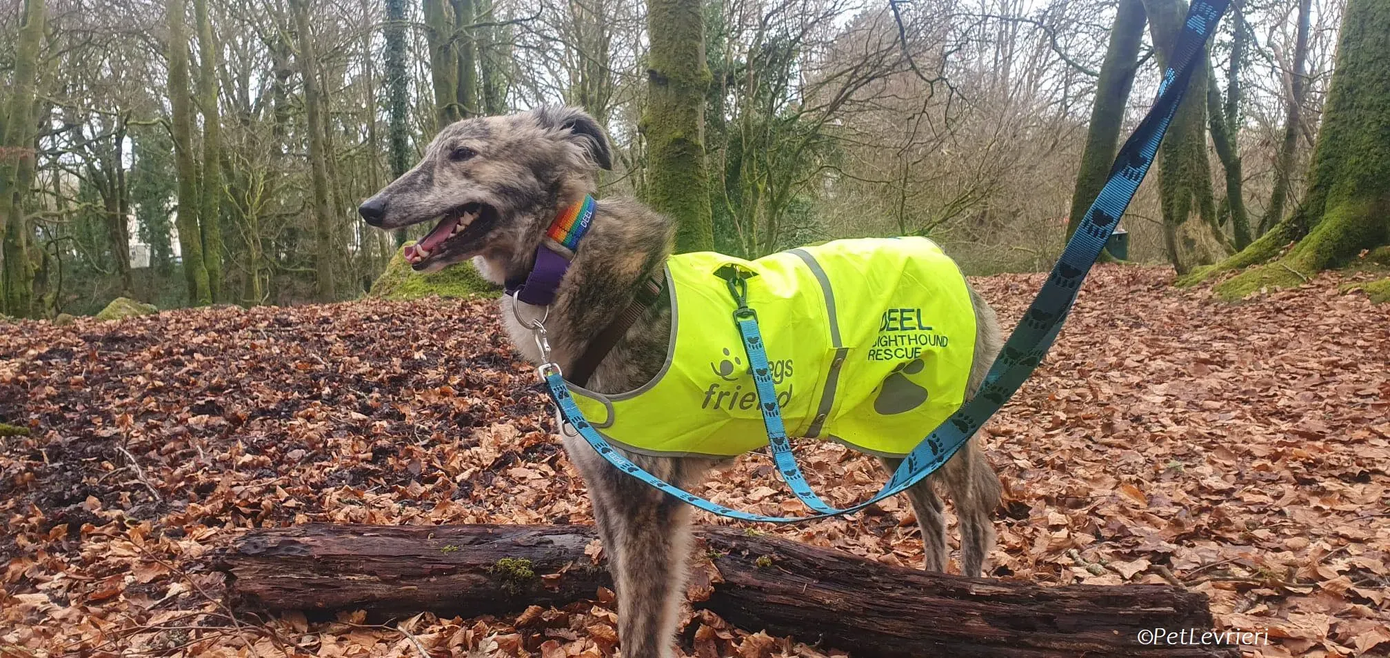 Jason adozione levrieri greyhound 5