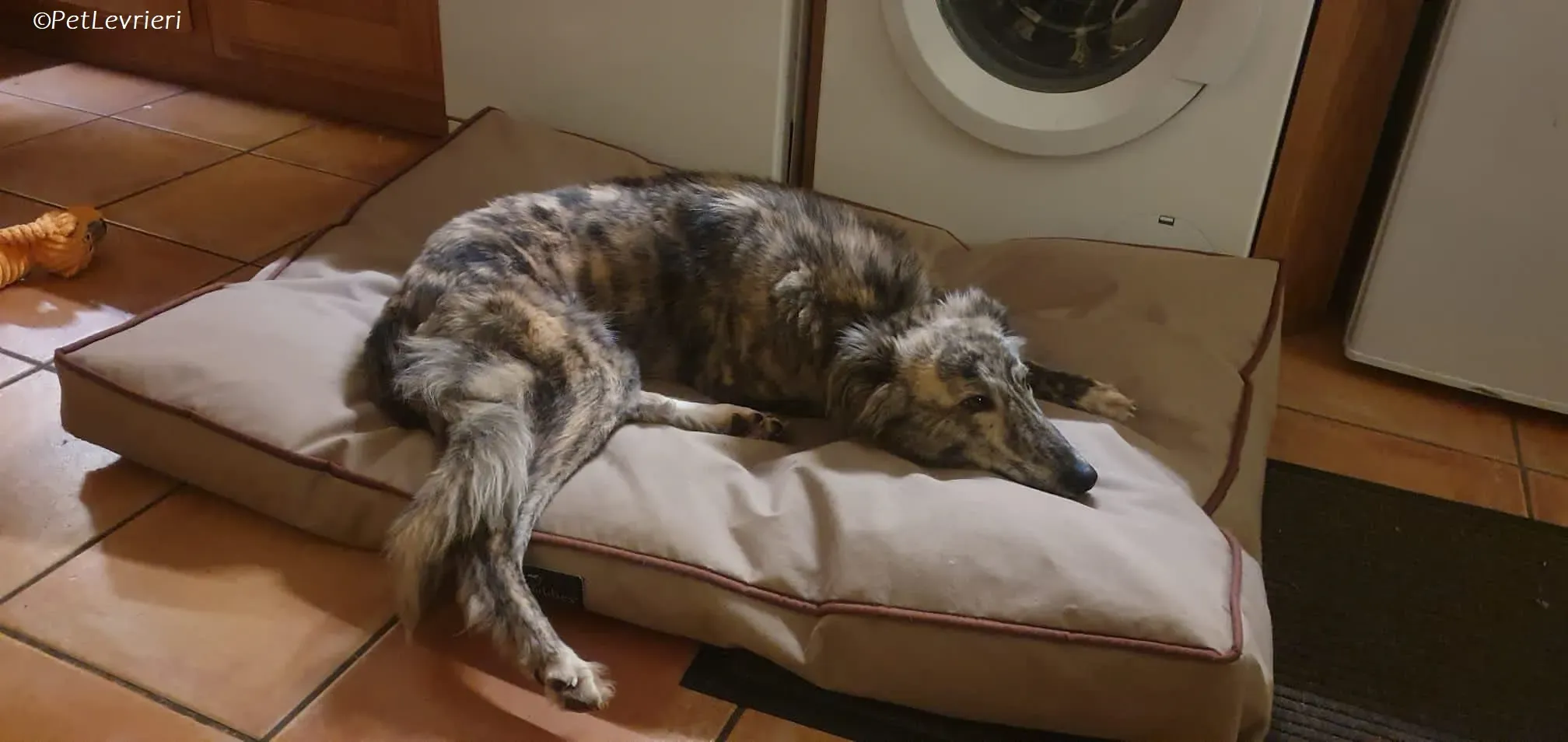 Jason adozione levrieri greyhound 6