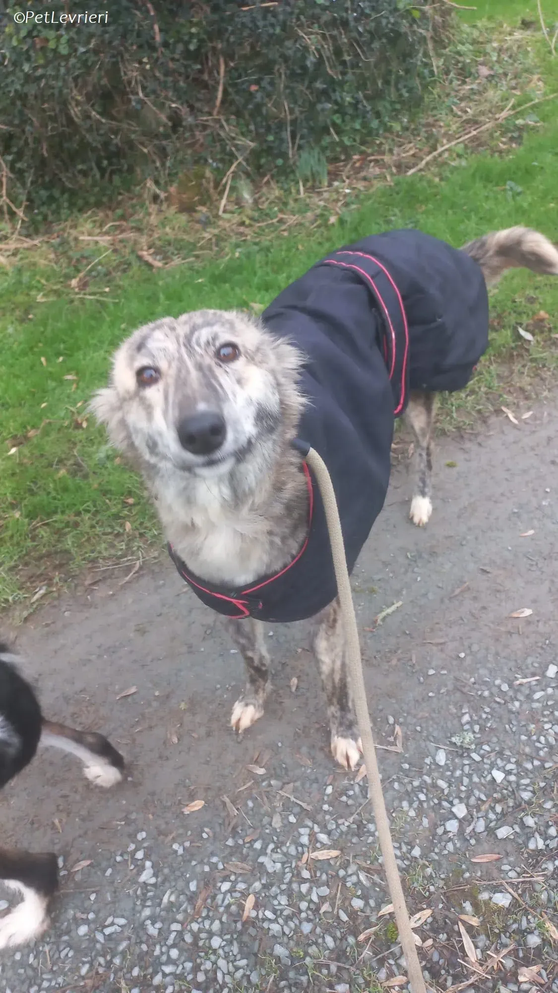 Jason adozione levrieri greyhound 7