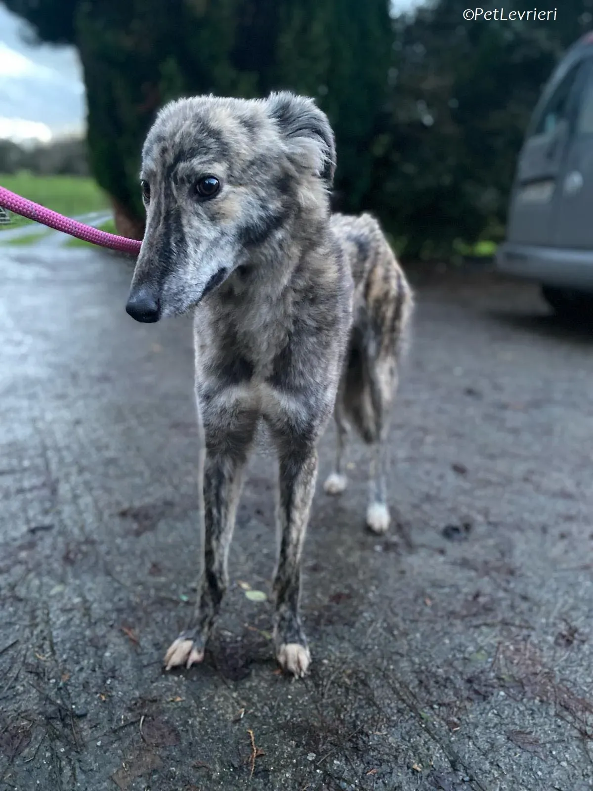 Jason adozione levrieri greyhound 8