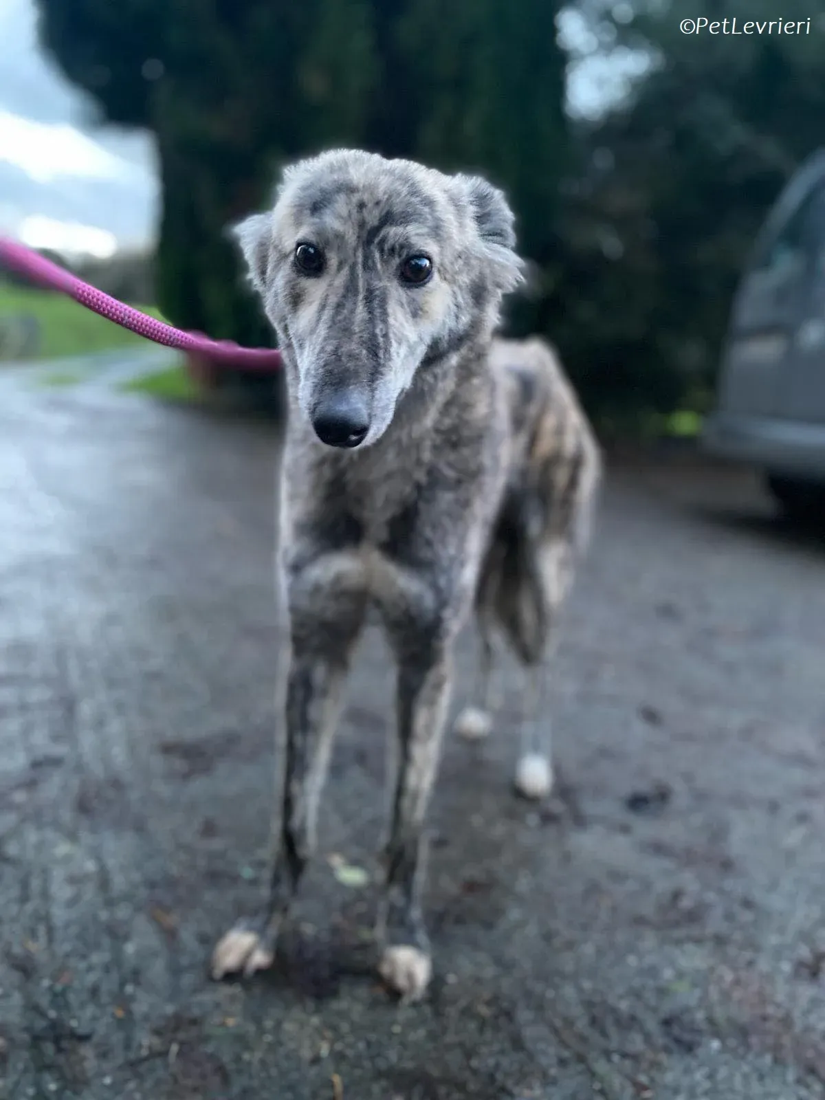 Jason adozione levrieri greyhound 9