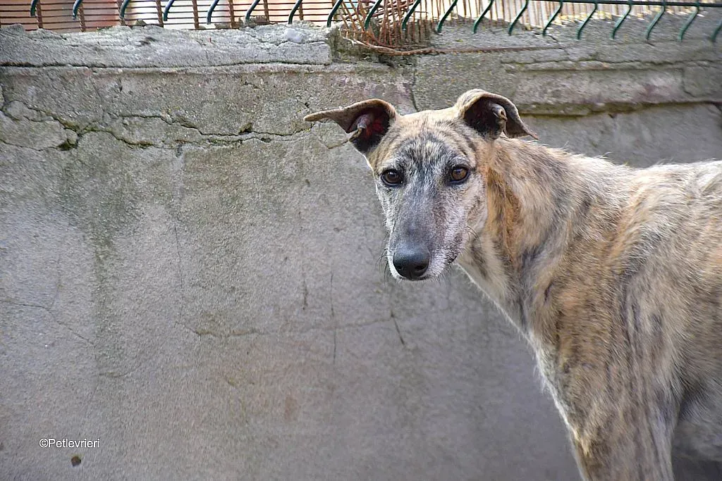Javier adozione levrieri galgo 01