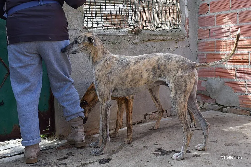 Javier adozione levrieri galgo 010