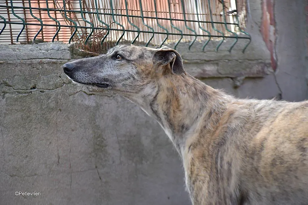 Javier adozione levrieri galgo 02