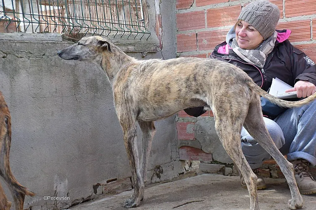 Javier adozione levrieri galgo 03 1