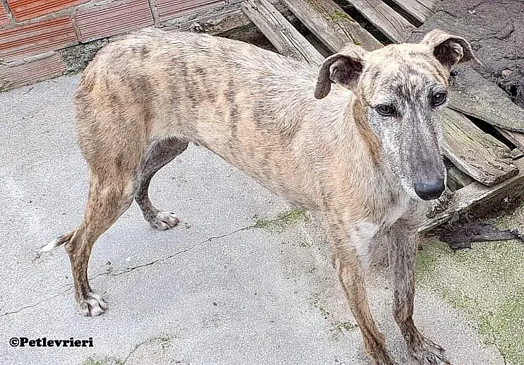 Javier adozione levrieri galgo 03