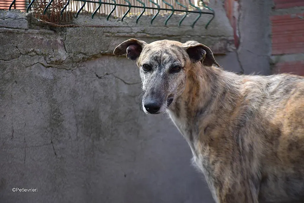 Javier adozione levrieri galgo 04 1