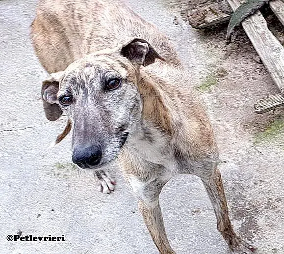Javier adozione levrieri galgo 04