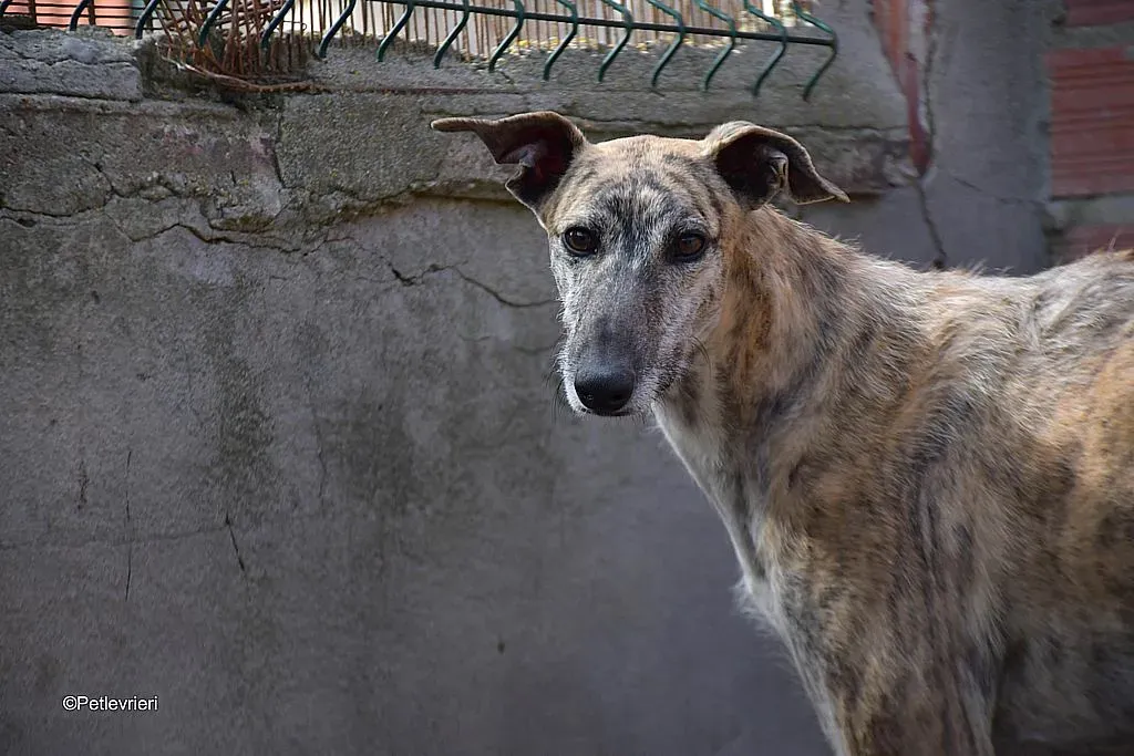 Javier adozione levrieri galgo 05