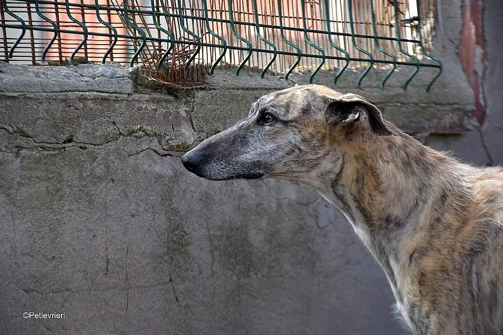 Javier adozione levrieri galgo 06