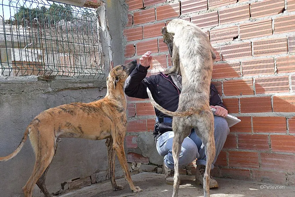 Javier adozione levrieri galgo 07