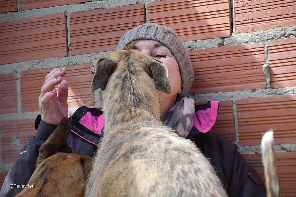 Javier adozione levrieri galgo 08