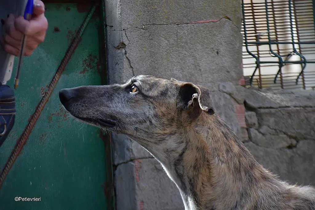 Javier adozione levrieri galgo 09