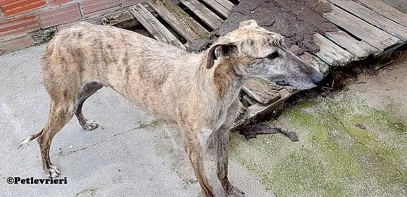 Javier adozione levrieri galgo 01