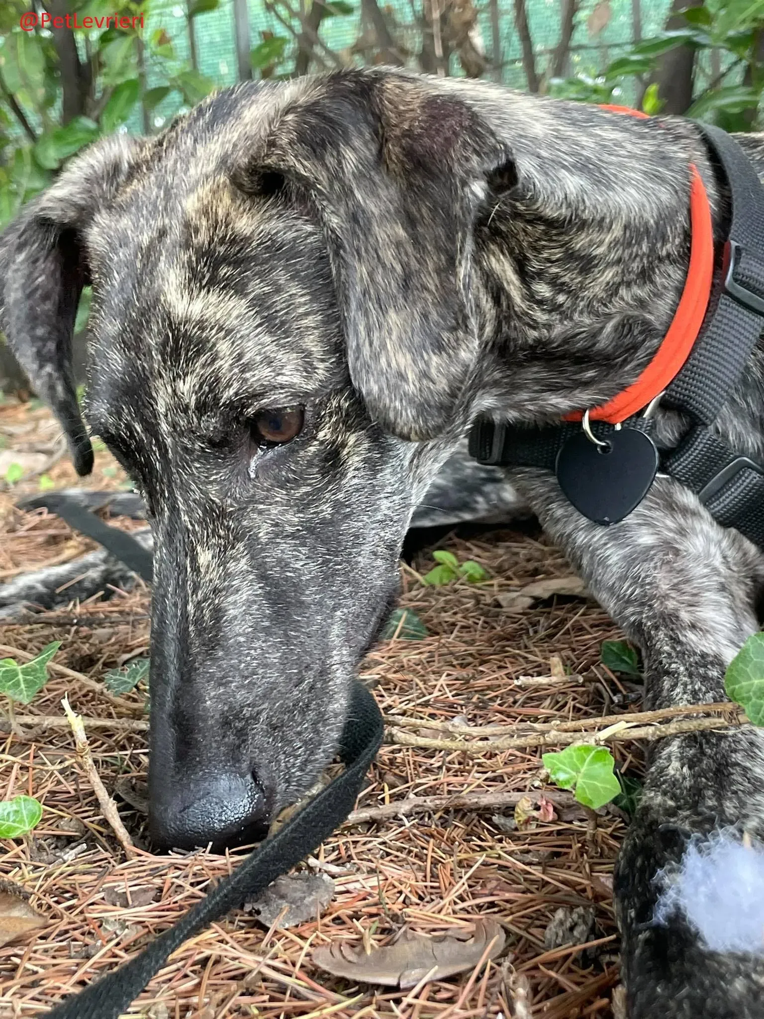 Javier adozione levrieri galgo 22