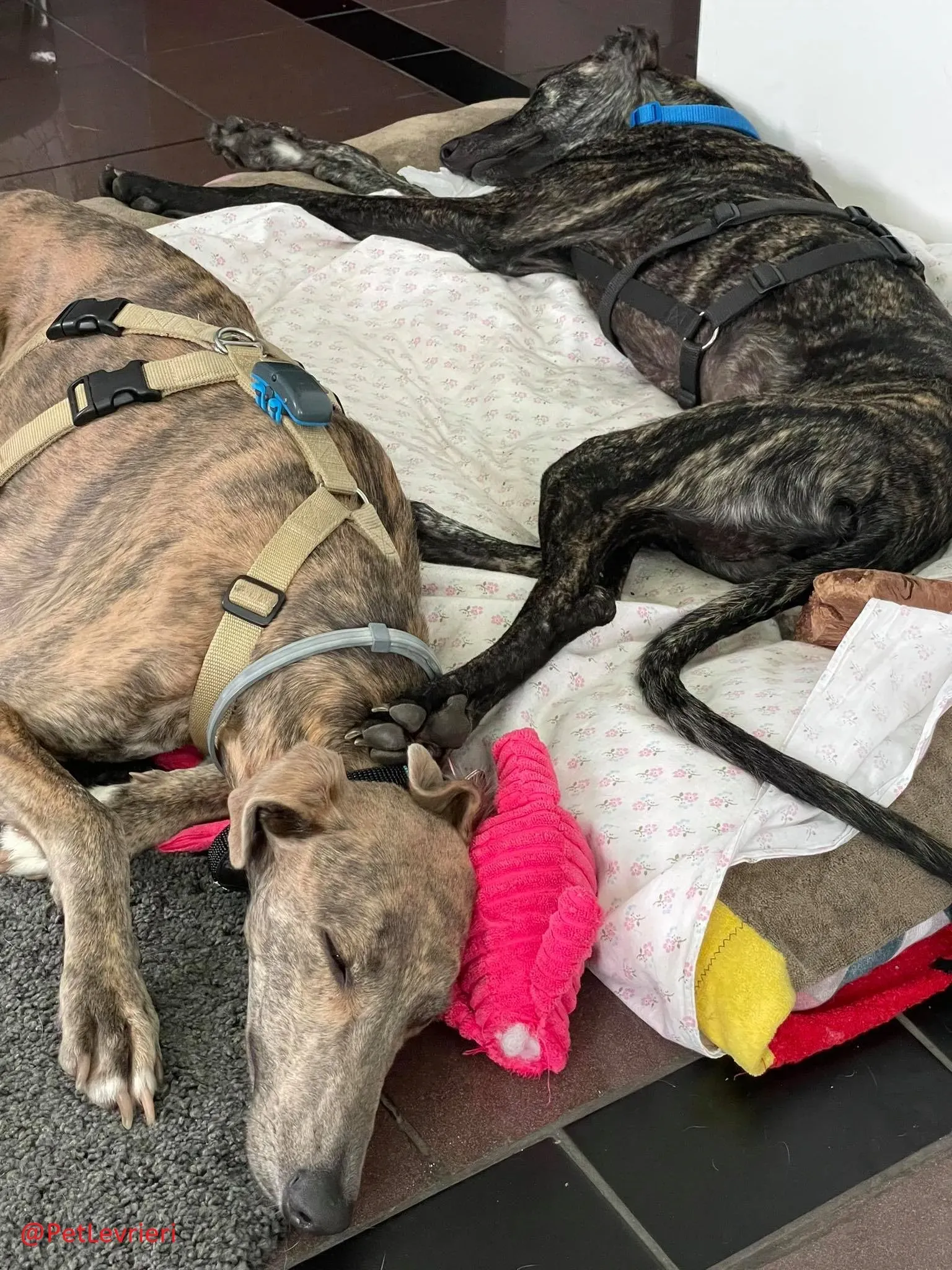 Javier adozione levrieri galgo 23