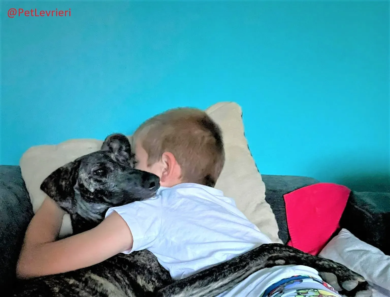 Javier adozione levrieri galgo 24 2