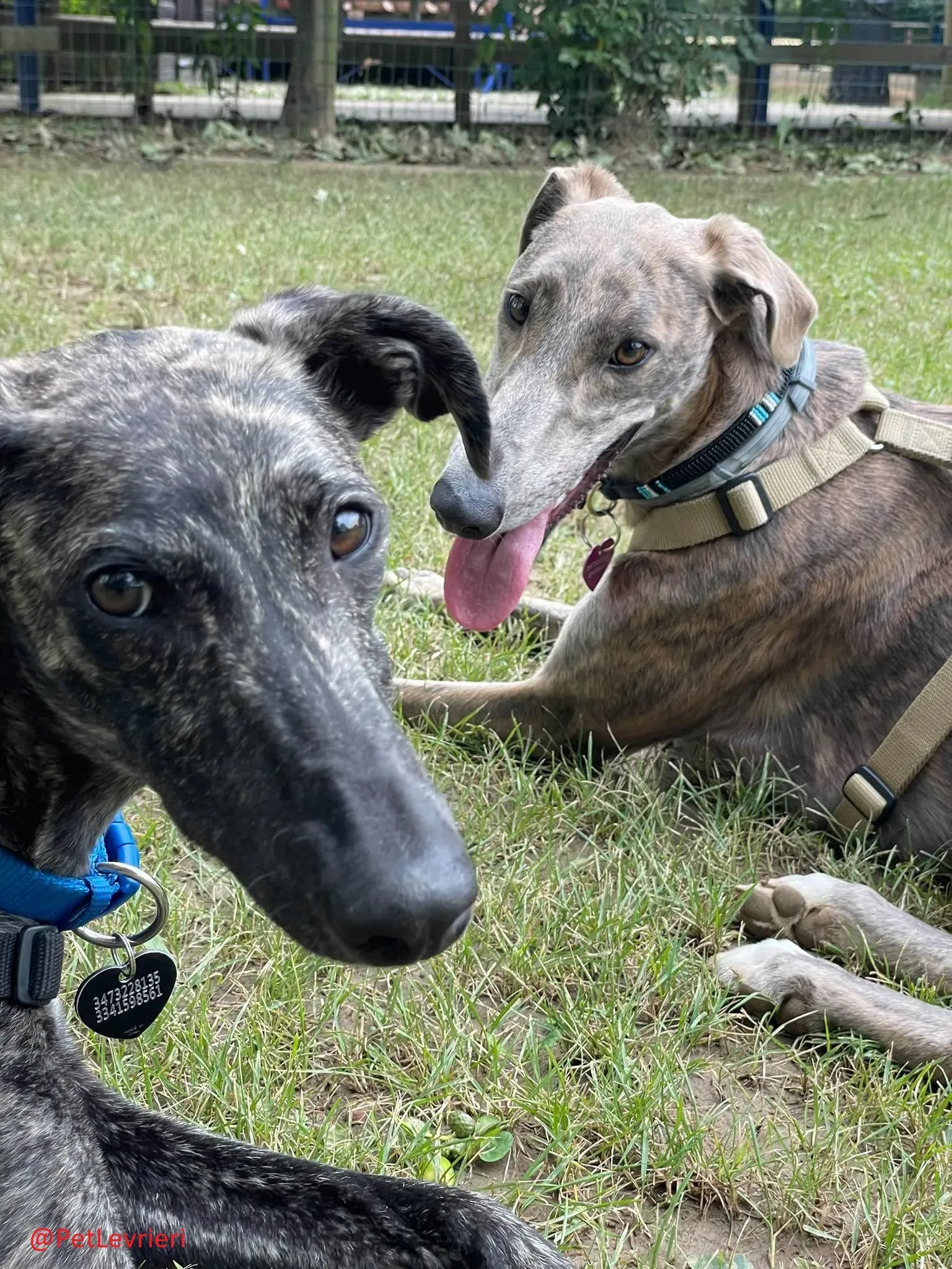 Javier adozione levrieri galgo 25