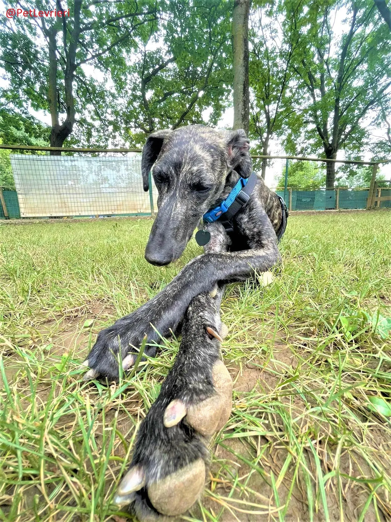 Javier adozione levrieri galgo 26 2