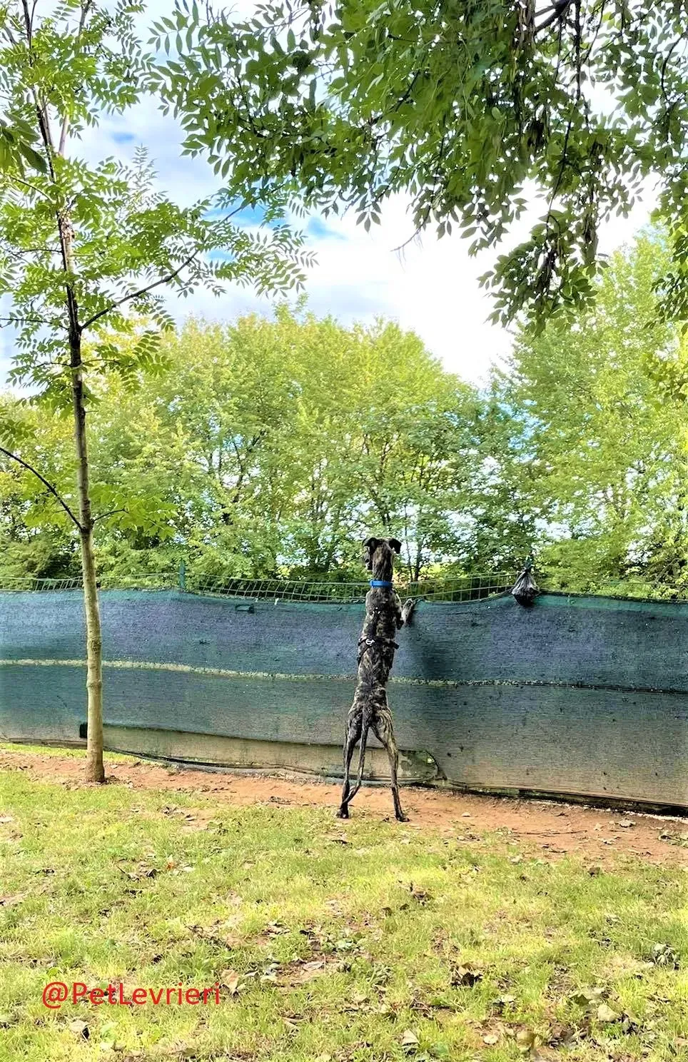 Javier adozione levrieri galgo 27 2