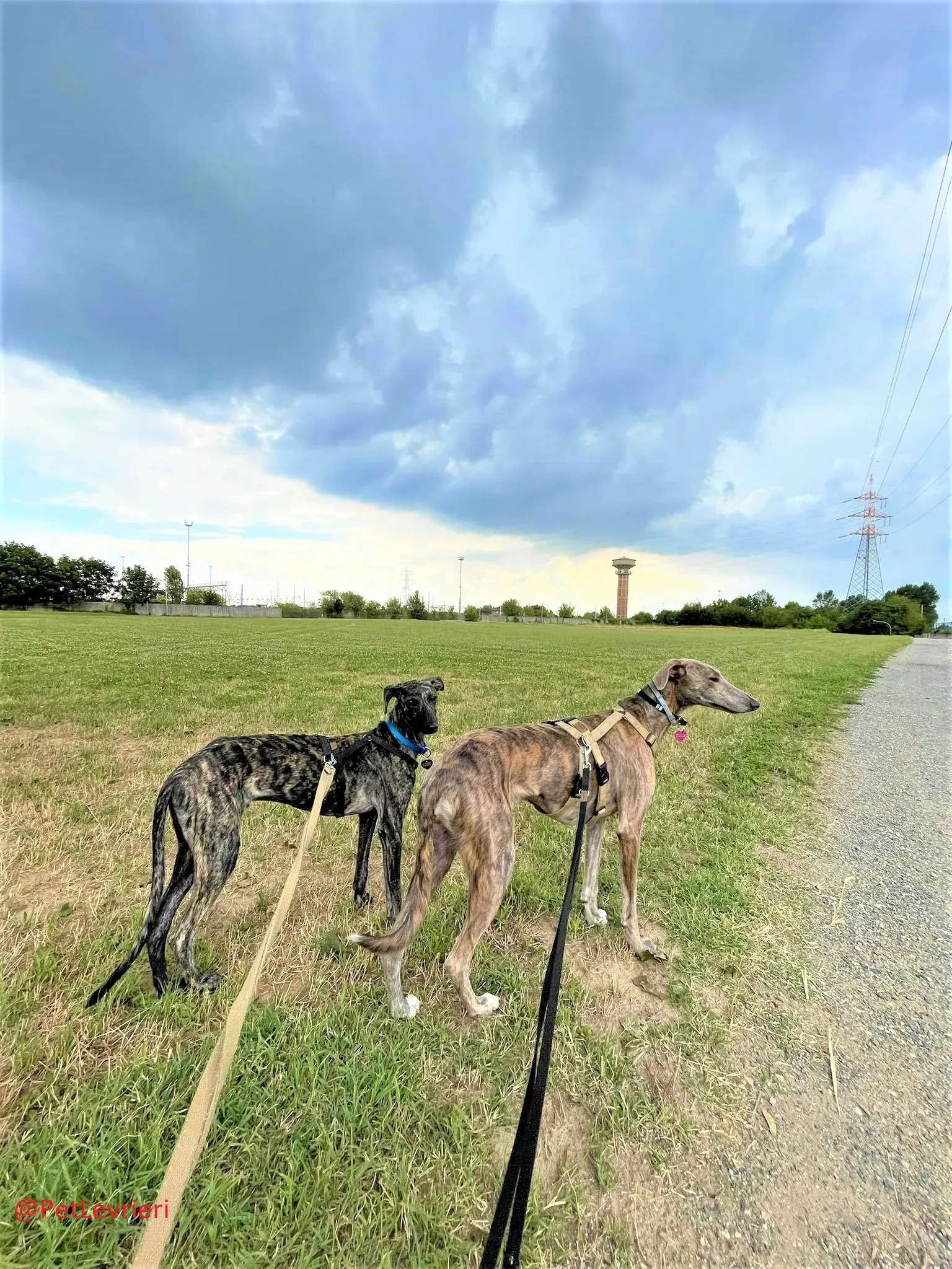 Javier adozione levrieri galgo 28 2