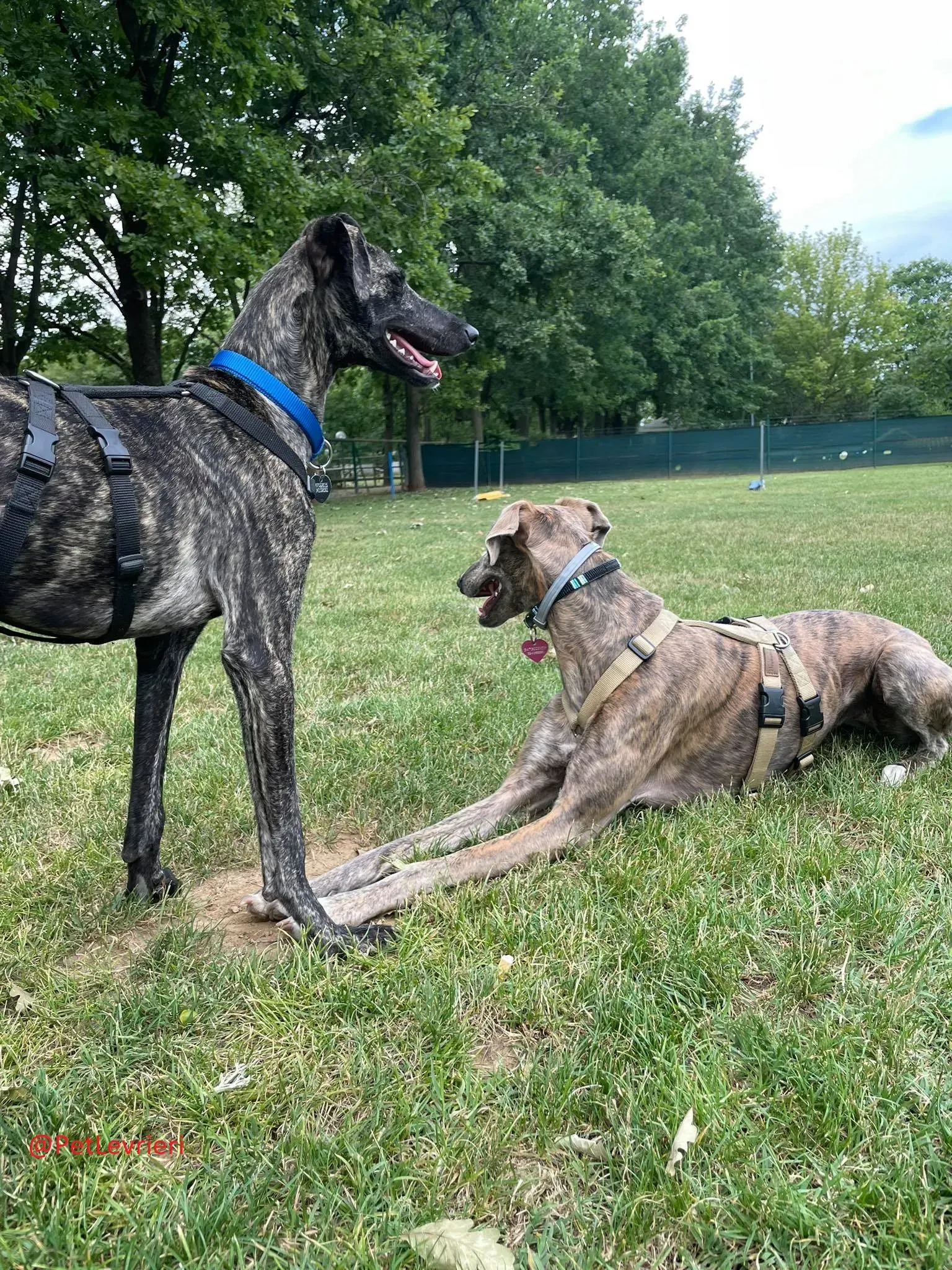 Javier adozione levrieri galgo 29