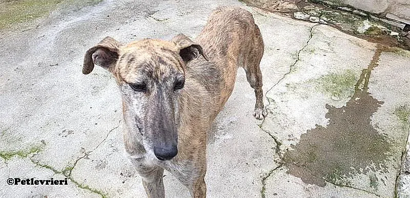 Javier adozione levrieri galgo 02