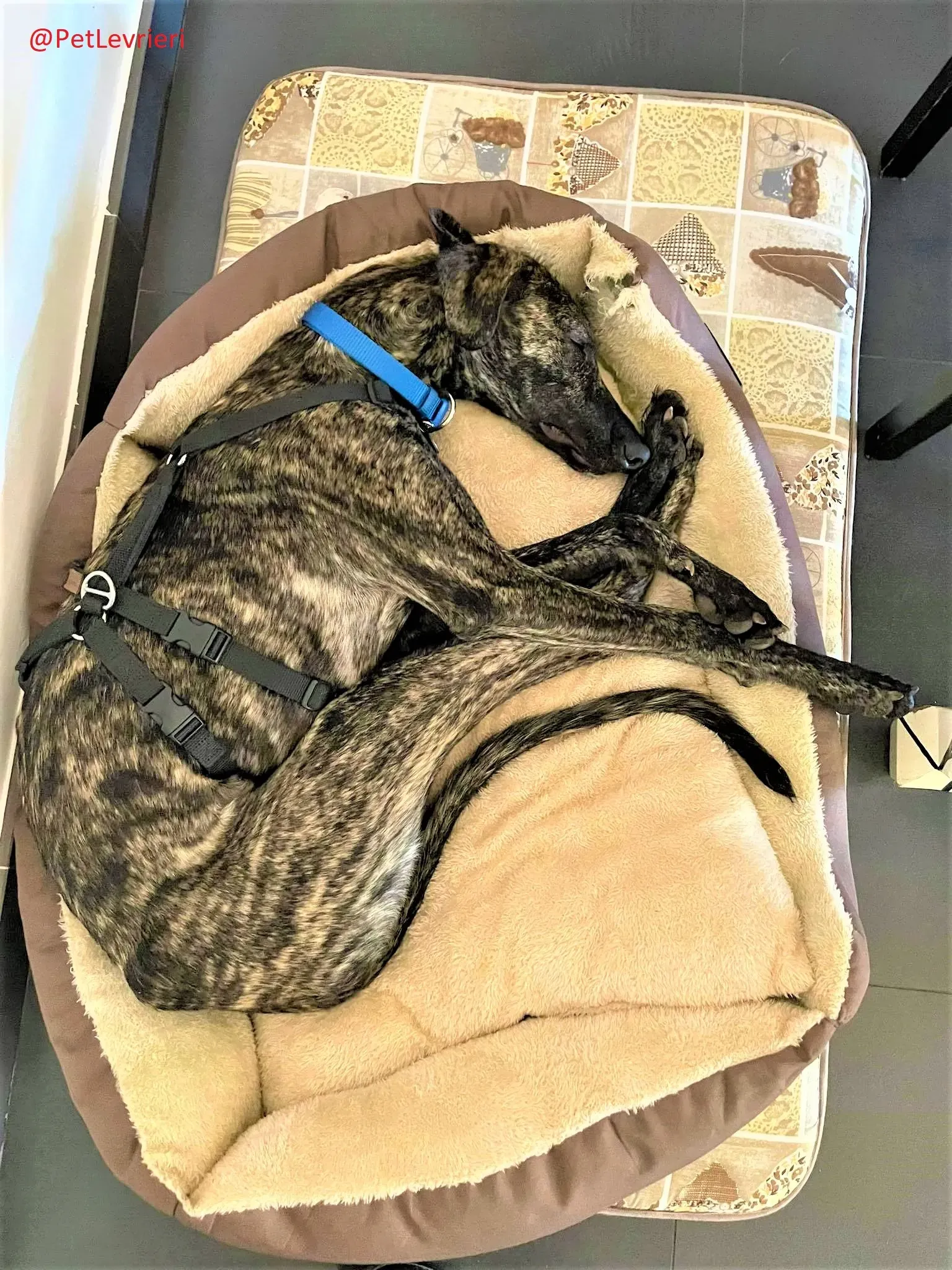 Javier adozione levrieri galgo 30 2