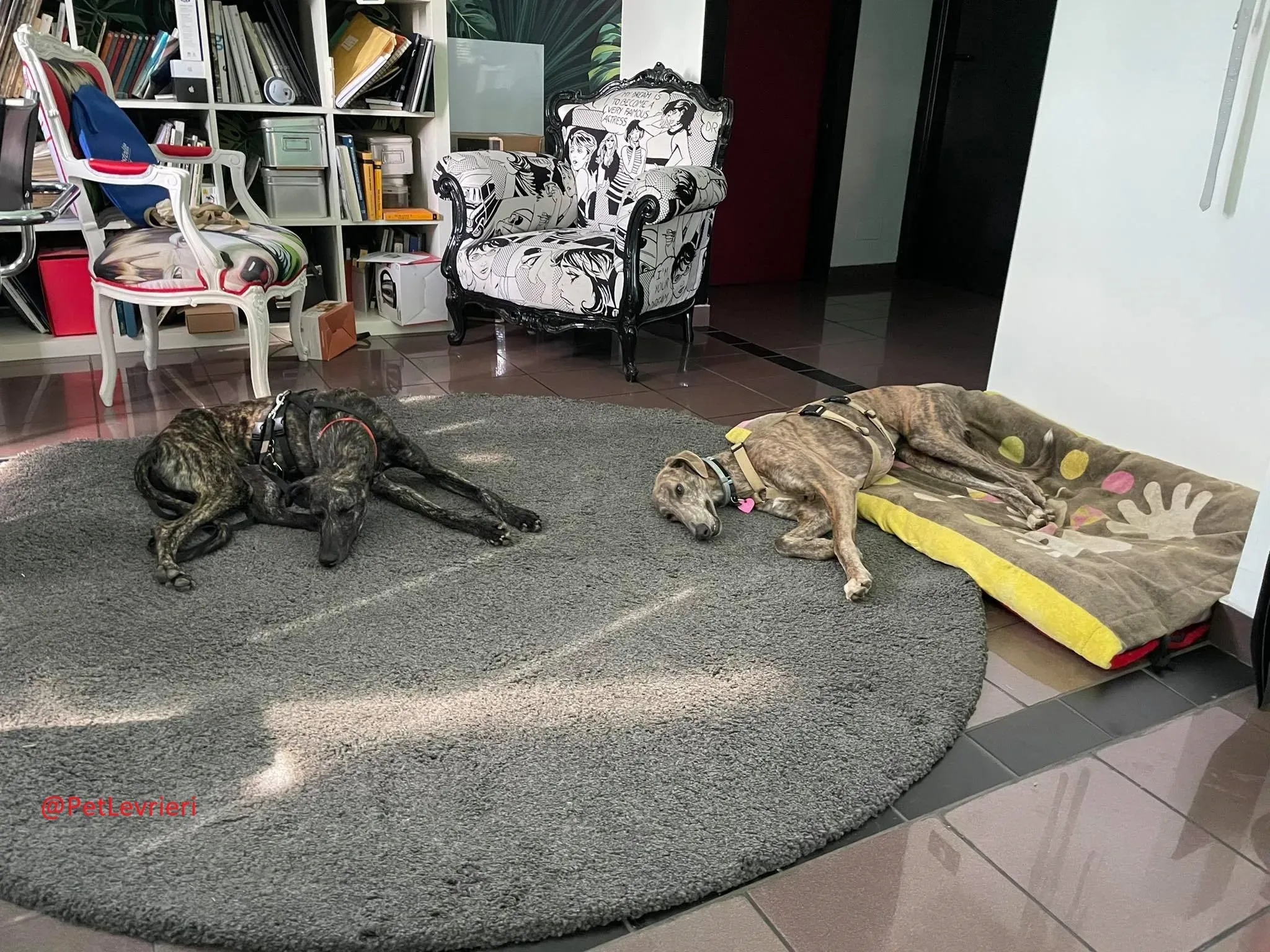 Javier adozione levrieri galgo 31