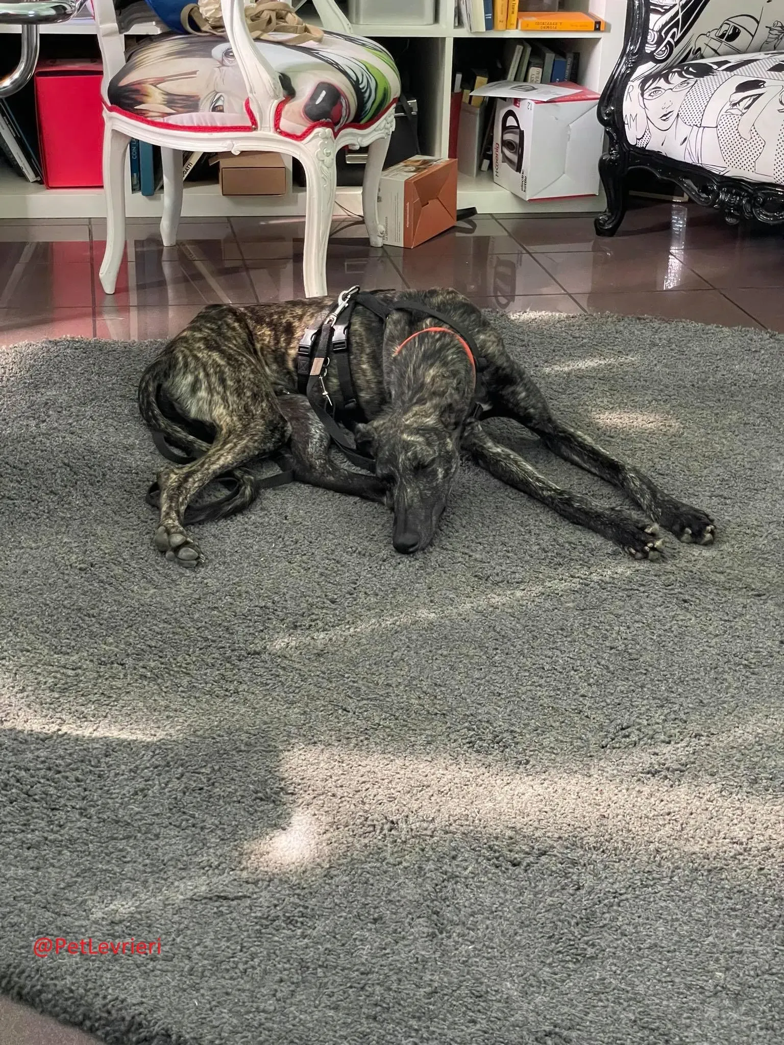 Javier adozione levrieri galgo 32