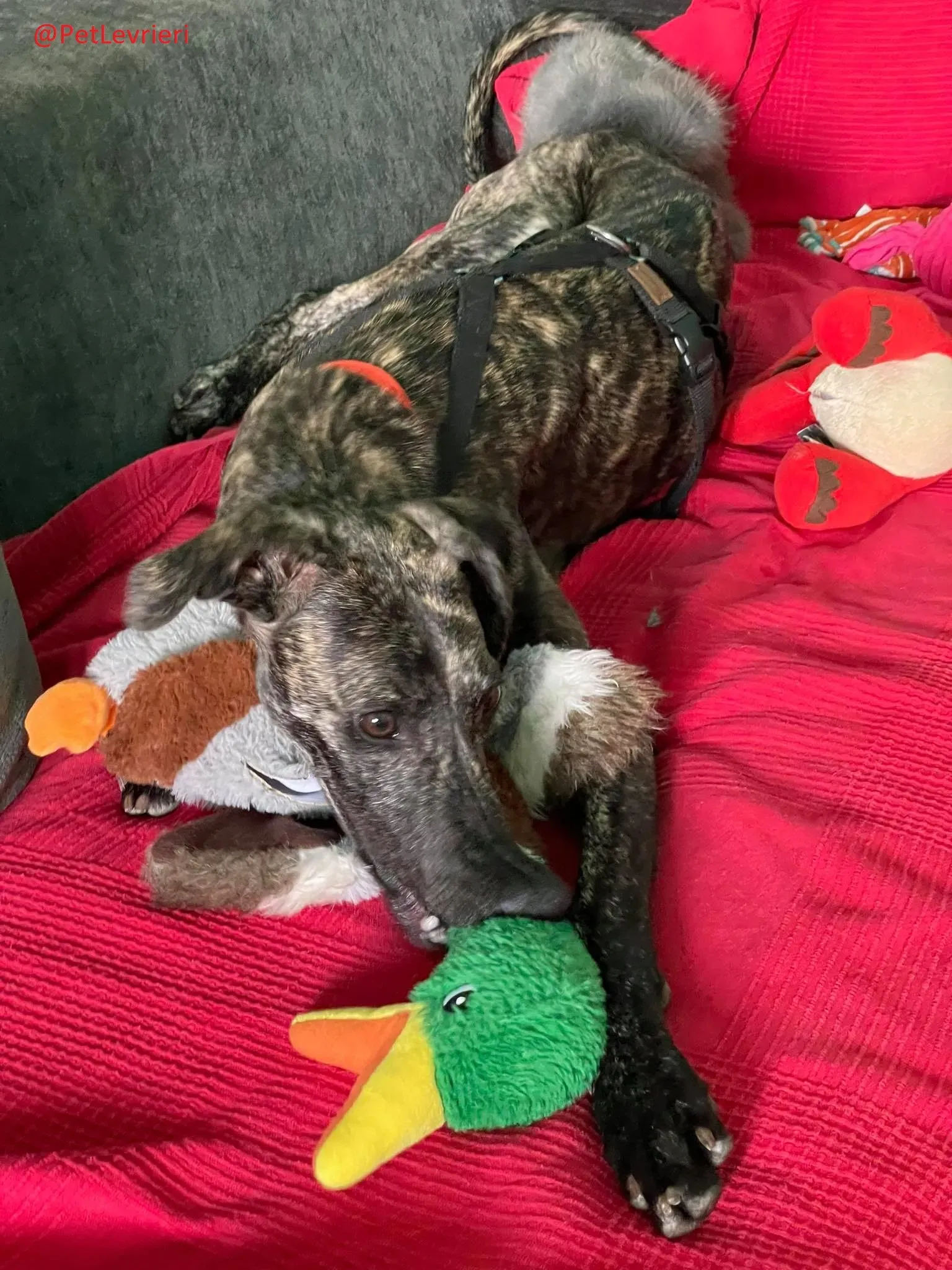 Javier adozione levrieri galgo 33