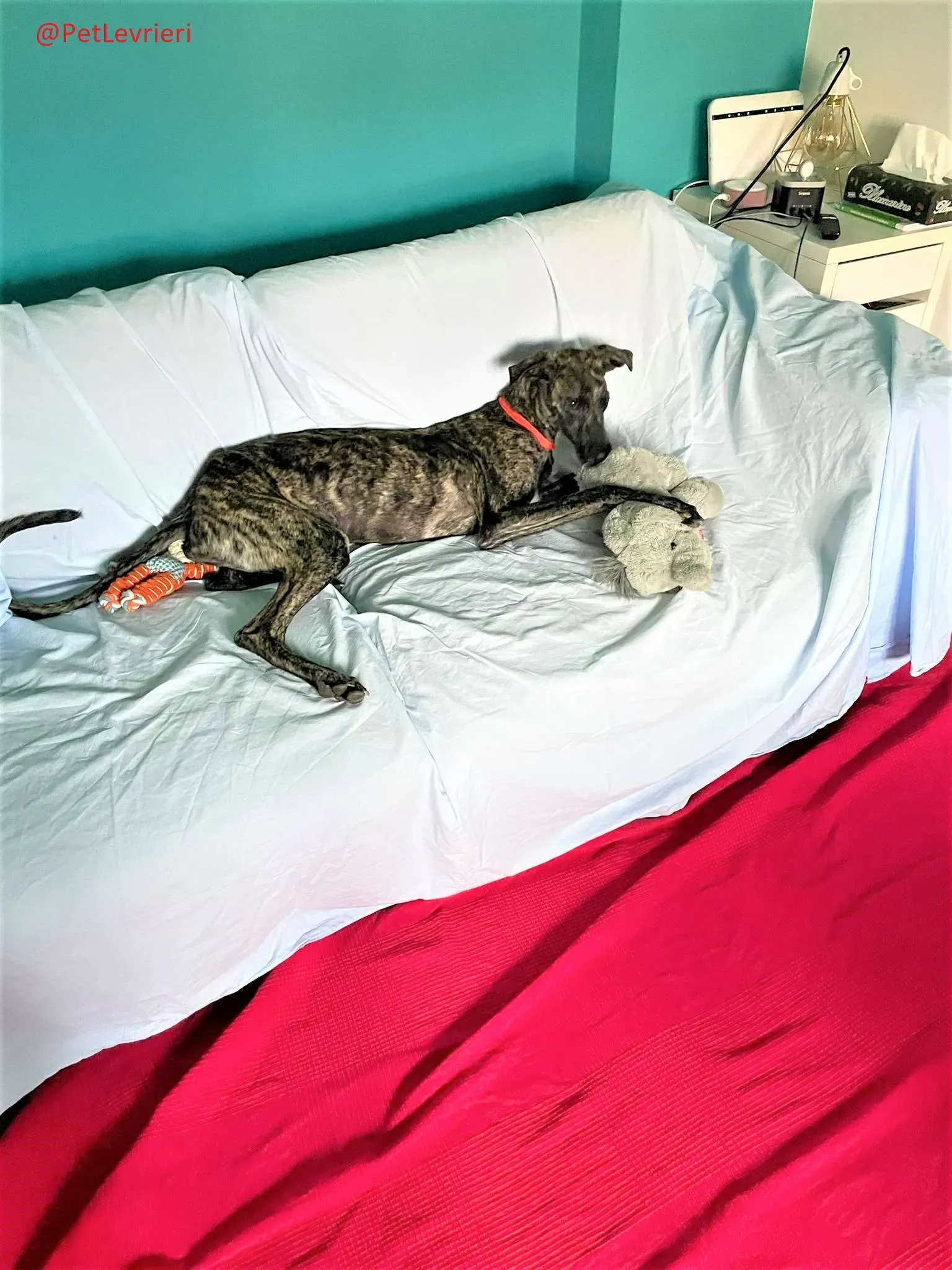 Javier adozione levrieri galgo 34 2