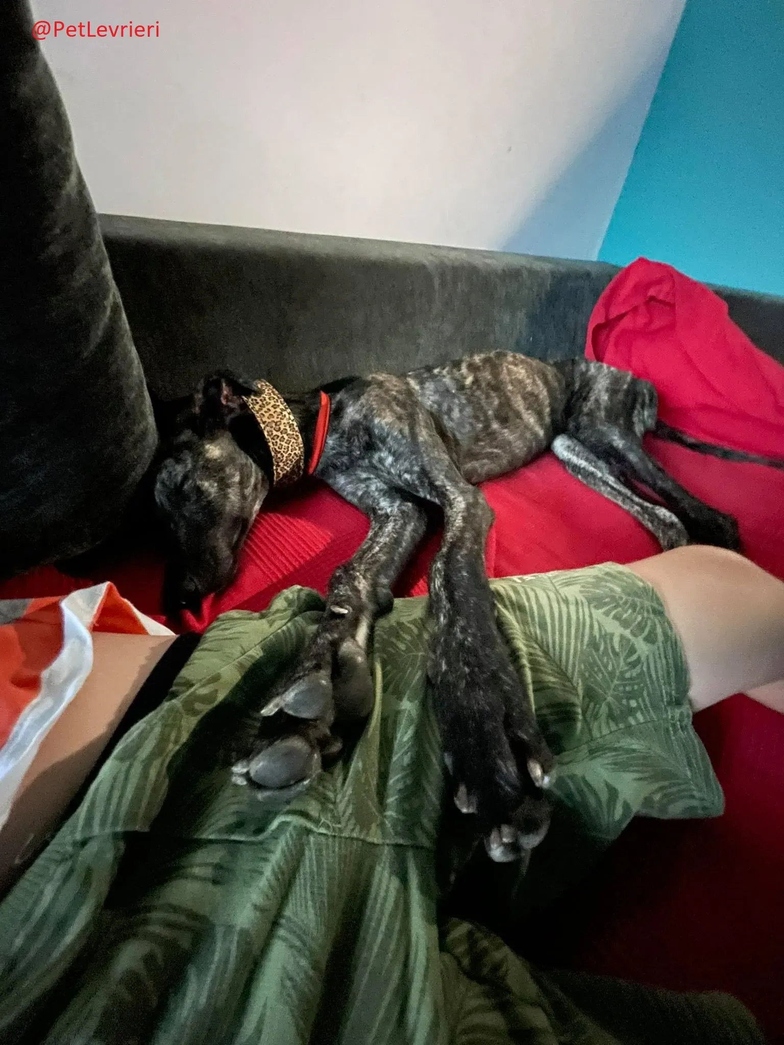 Javier adozione levrieri galgo 35