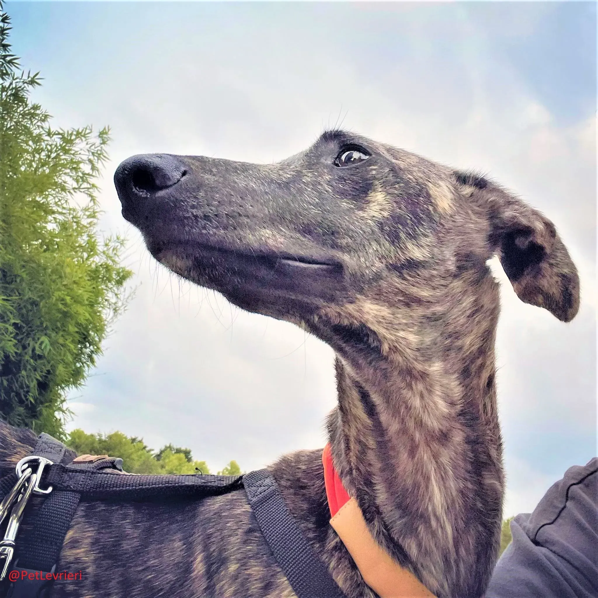 Javier adozione levrieri galgo 36 2