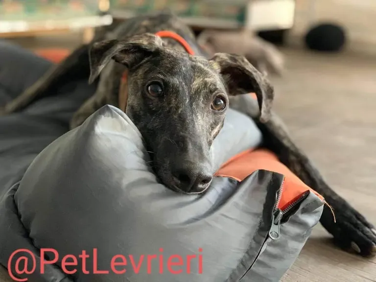 Javier adozione levrieri galgo 41