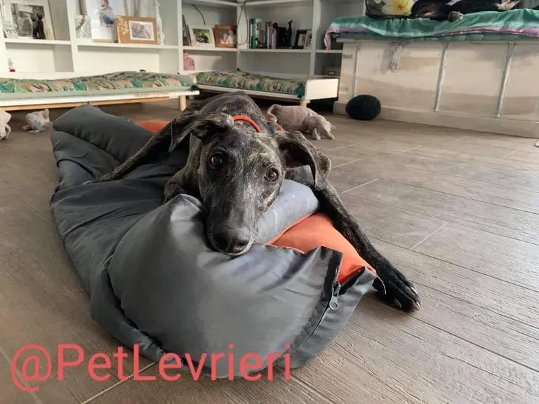 Javier adozione levrieri galgo 42