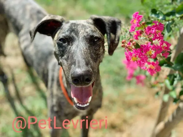 Javier adozione levrieri galgo 43