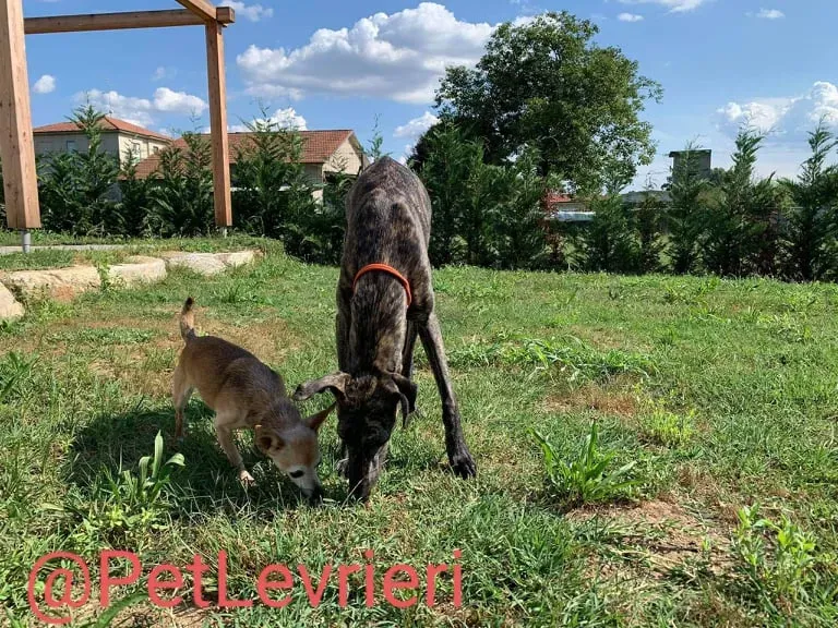 Javier adozione levrieri galgo 44