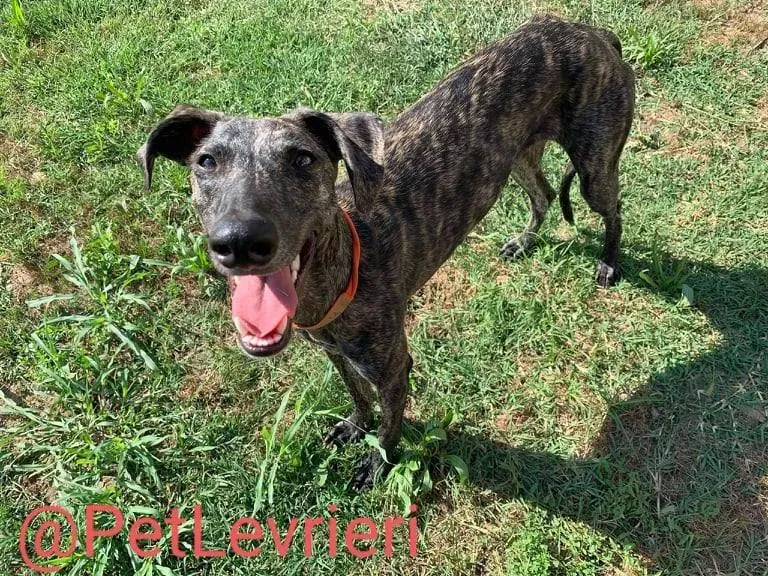 Javier adozione levrieri galgo 45